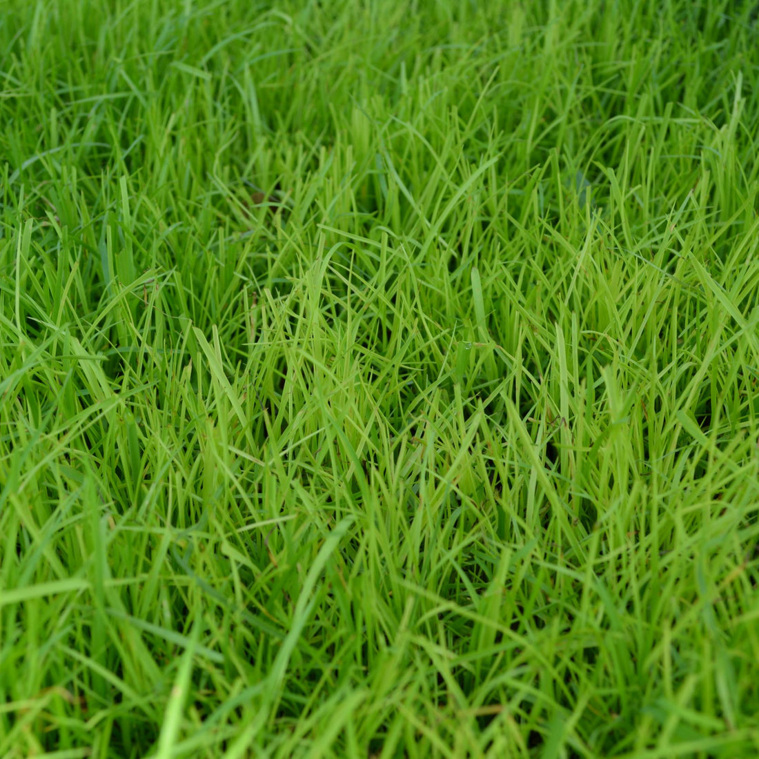 TifQuik Bahia Grass Seed - Certified