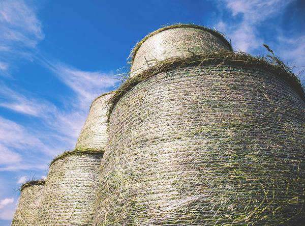 Bahiagrass Cow Hay - Round Roll