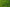 Tifton 9 Bahia Grass Seed - Coated - Uncertified