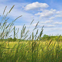 Timothy Grass Seed