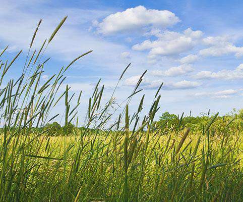 elton wants to plant grass seed Timothy Grass Seed