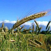 Triticale Seed