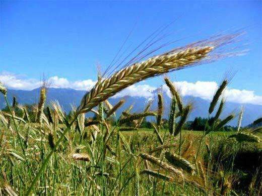 Triticale Seed – Hancock Seed