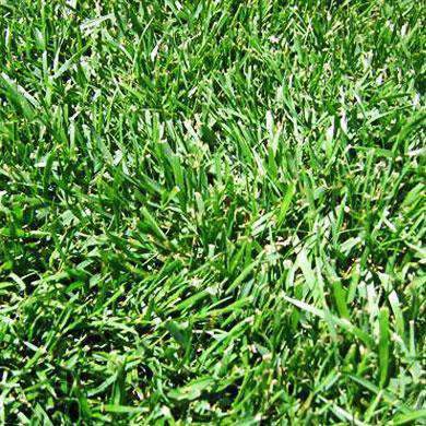 Hancock's Turf Type Tall Fescue Grass Seed