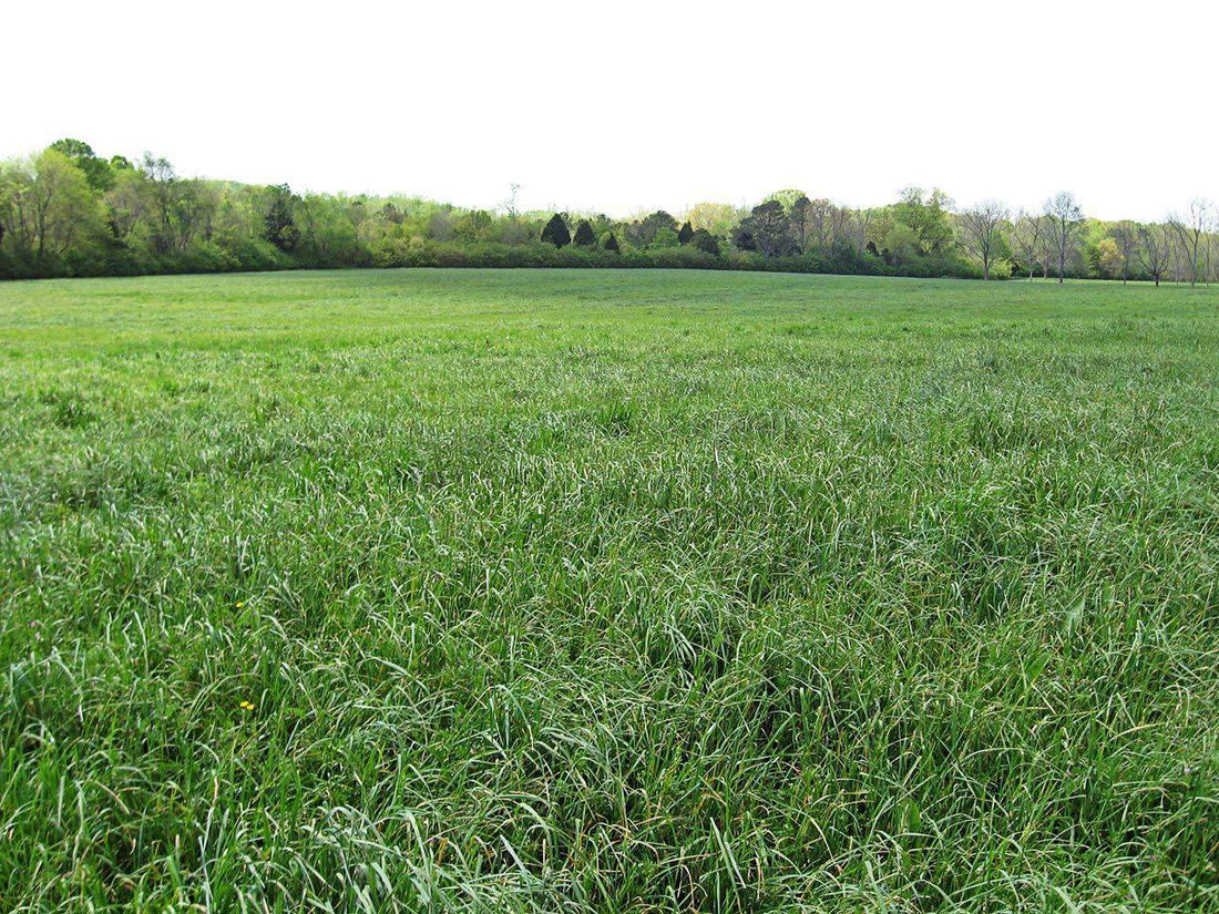 Pennlate Orchardgrass Seed