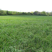 Pennlate Orchardgrass Seed