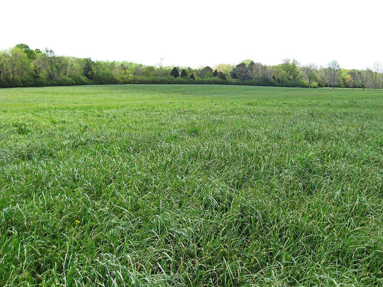 orchardgrass herbicide Pennlate Orchardgrass Seed (Substitution: Elise Orchardgrass)