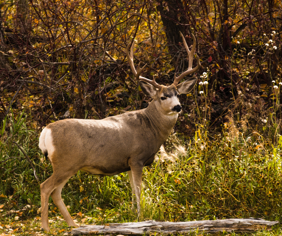 Hancock's Buck Buffet Spring Food Plot Seed Mix