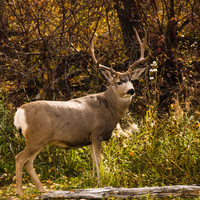 Hancock's Buck Buffet Spring Food Plot Seed Mix