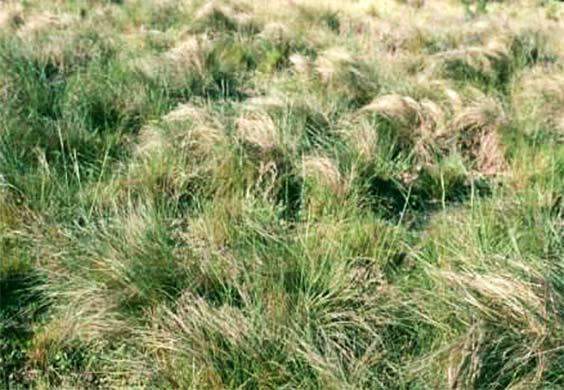 planting love grass seed Weeping Lovegrass Seed