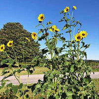 wild sunflower seeds for planting Wild Child Sunflower Seed – Hancock Seed