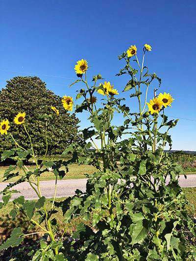sunflower plant from seeds Wild Child Sunflower Seed