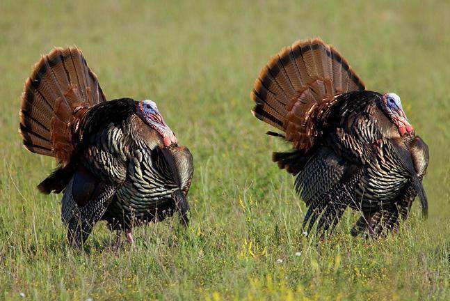 turkey, food, plot, seed, mix