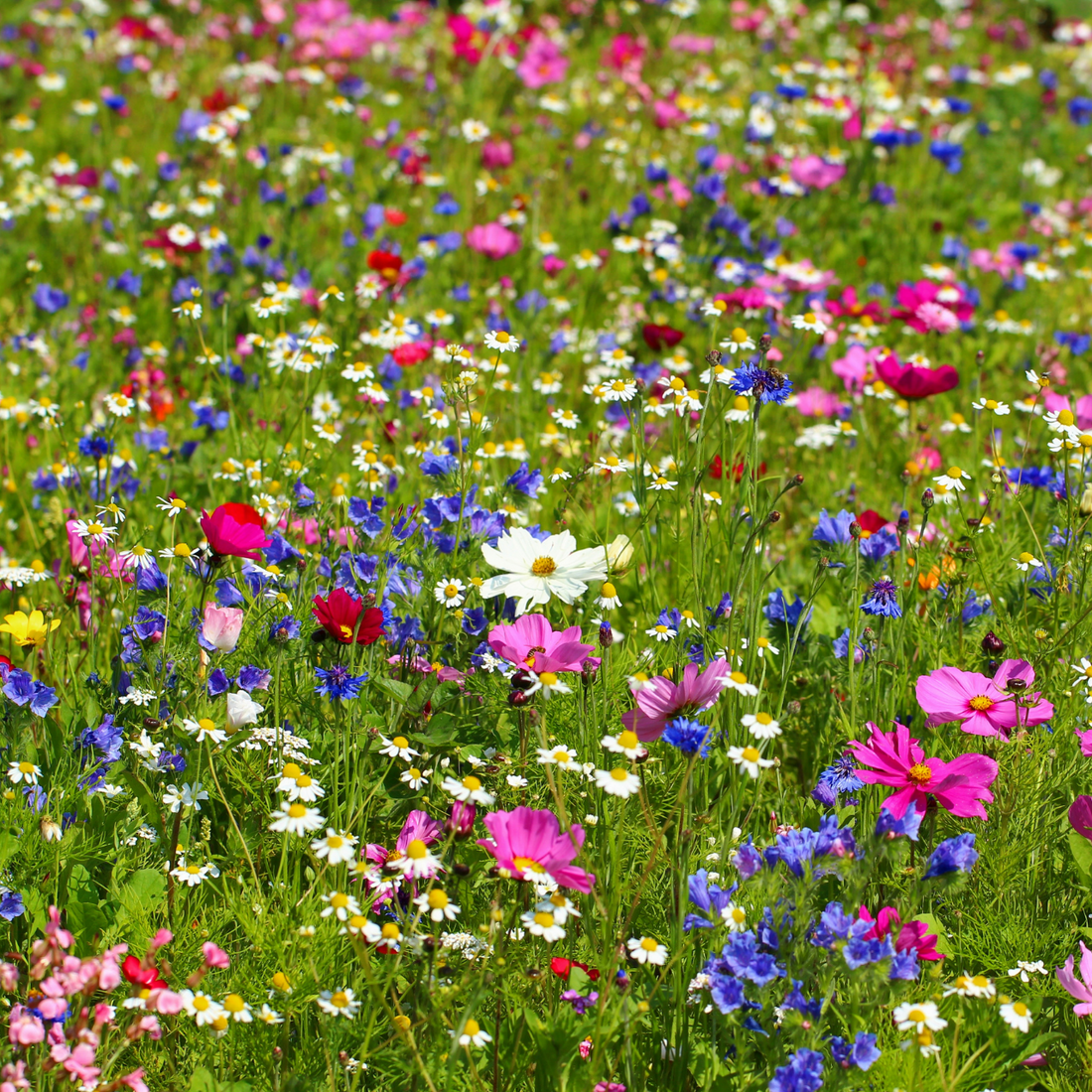 wildflower seeds northeast Northeast Nirvana Wildflower Seed Mix