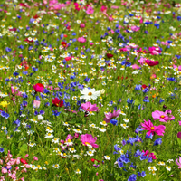 Northeast Nirvana Wildflower Seed Mix