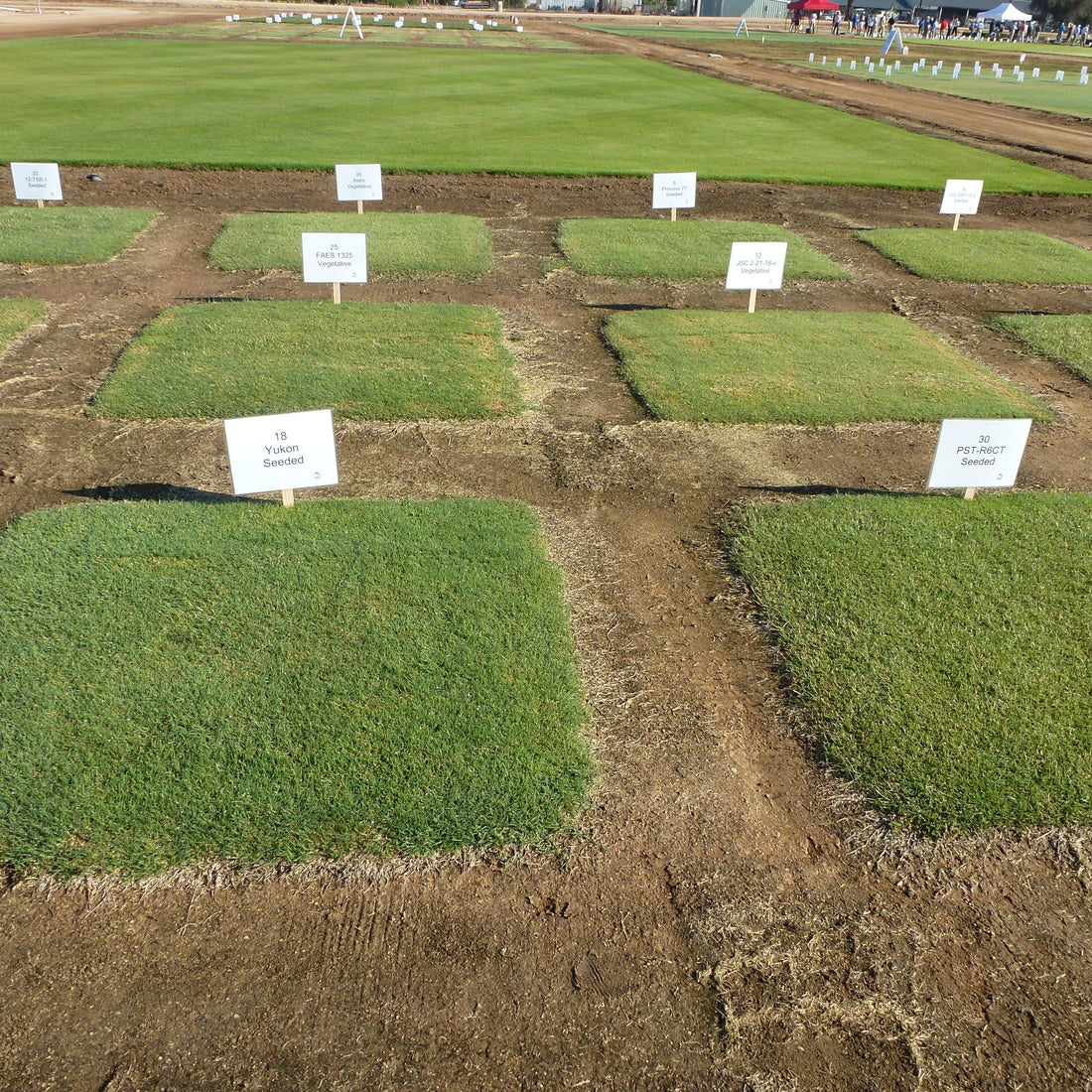 Yukon Bermuda Grass Seed