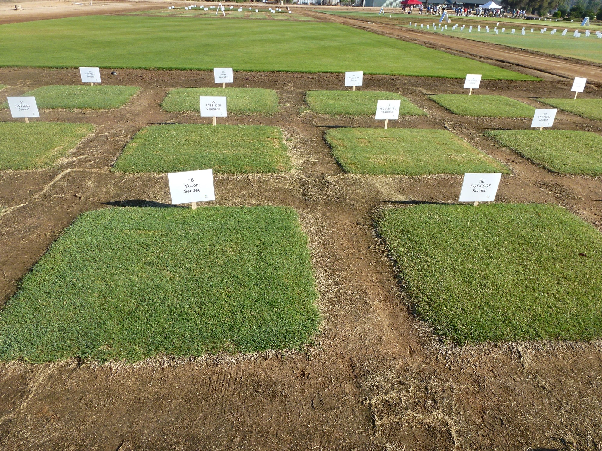Yukon Bermuda Grass Seed | Hancock Seed