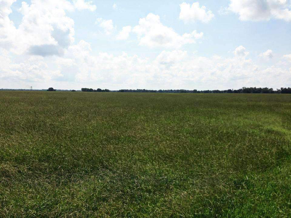 Hancock's Argentine Bahia Grass Seed - Raw