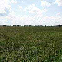 Hancock's Argentine Bahia Grass Seed - Raw