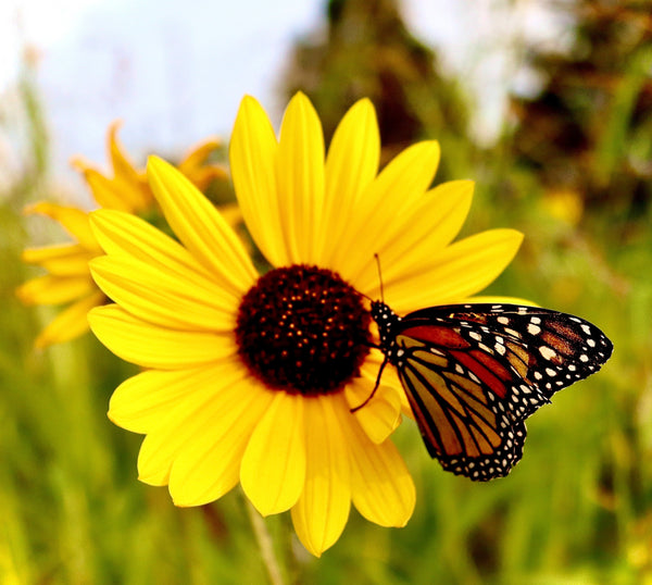 Beautiful Wildflower