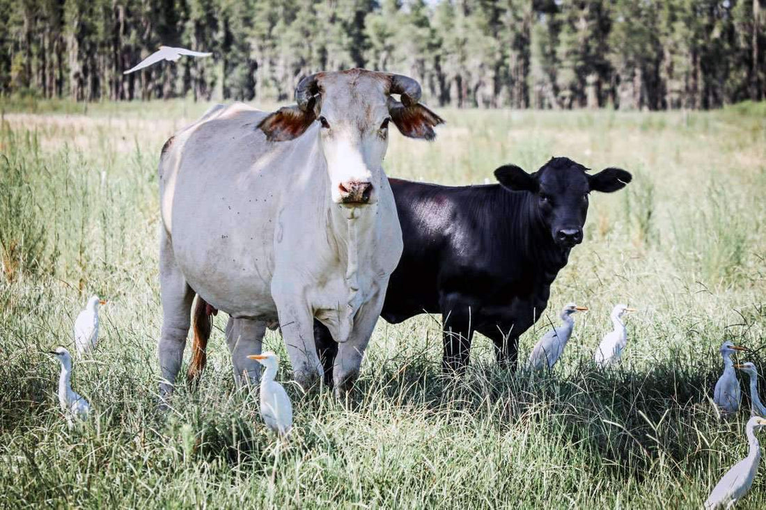 Hancock's Argentine Bahia Grass Seed - Coated (Pre-Order)