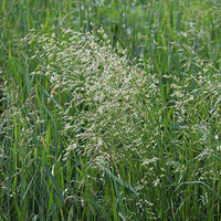 Brome Grass Seed