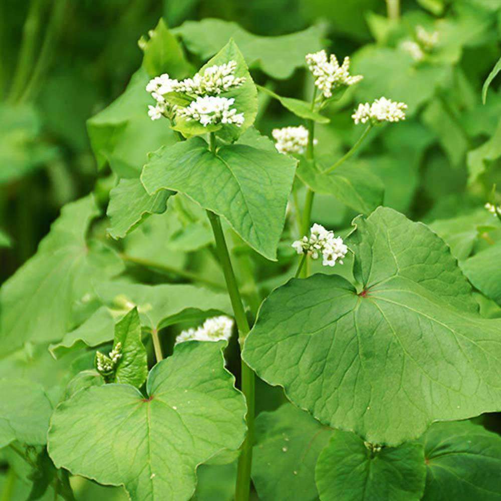 Buckwheat Seed