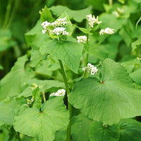 Buckwheat Seed