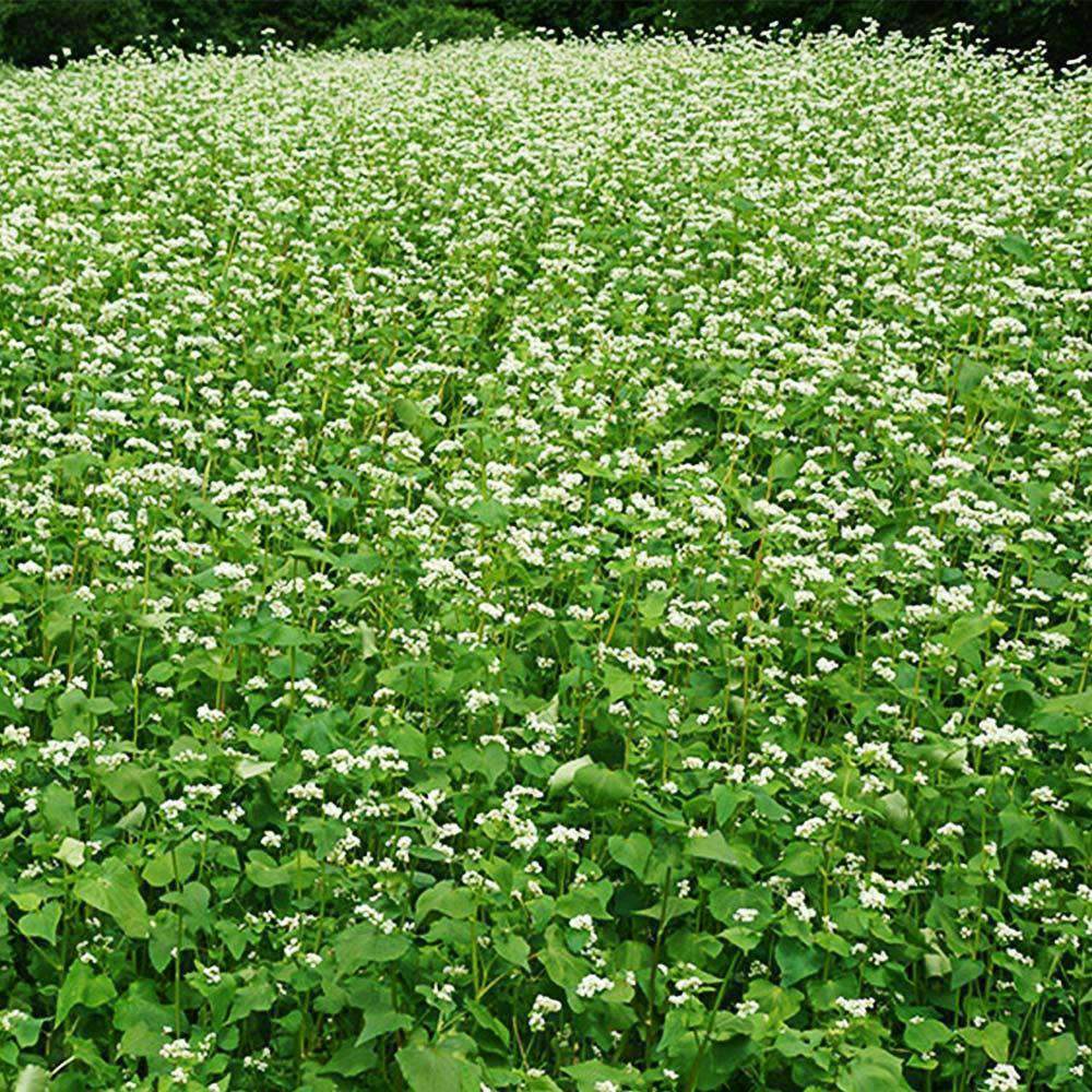 Buckwheat Seed