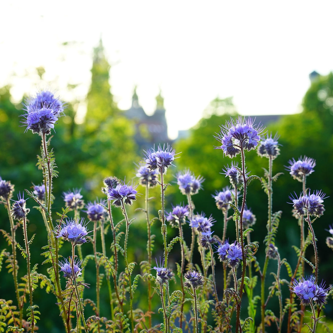 Phacelia Wildflower Seed - Coated