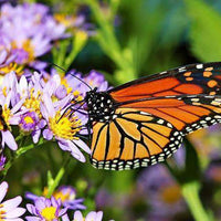 Tough 12 Wildflower Seed Mix
