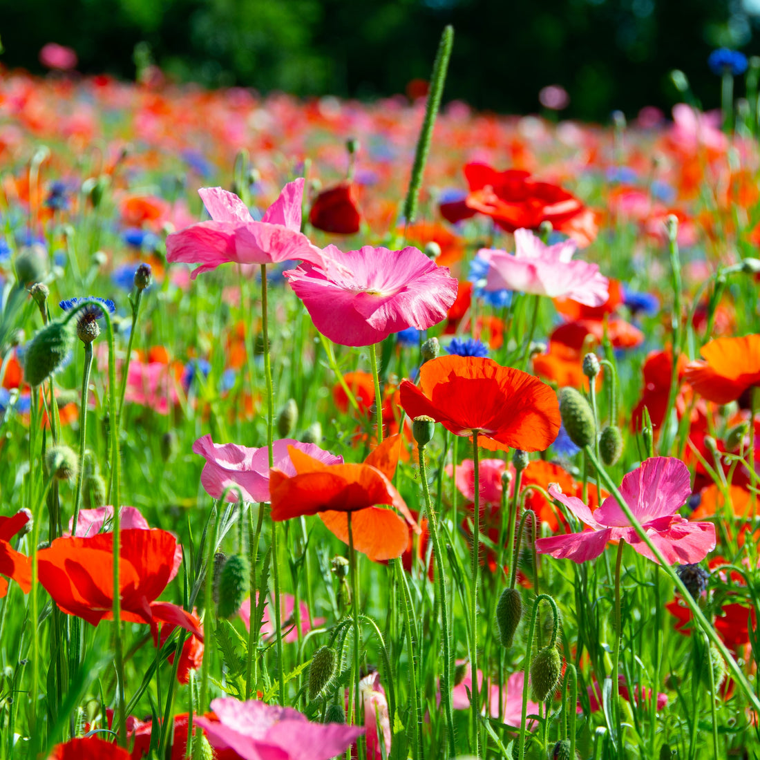 Poppy Perfection Wildflower Seed Mix (Pre-Order)