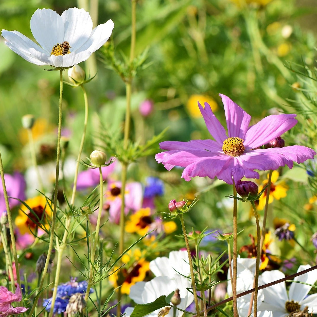 Show Me The Honey Bee Wildflower Seed Mix – Hancock Seed