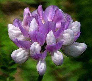 crown, vetch, seed
