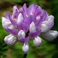 crown, vetch, seed