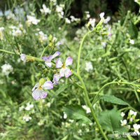 Daikon Radish Seed