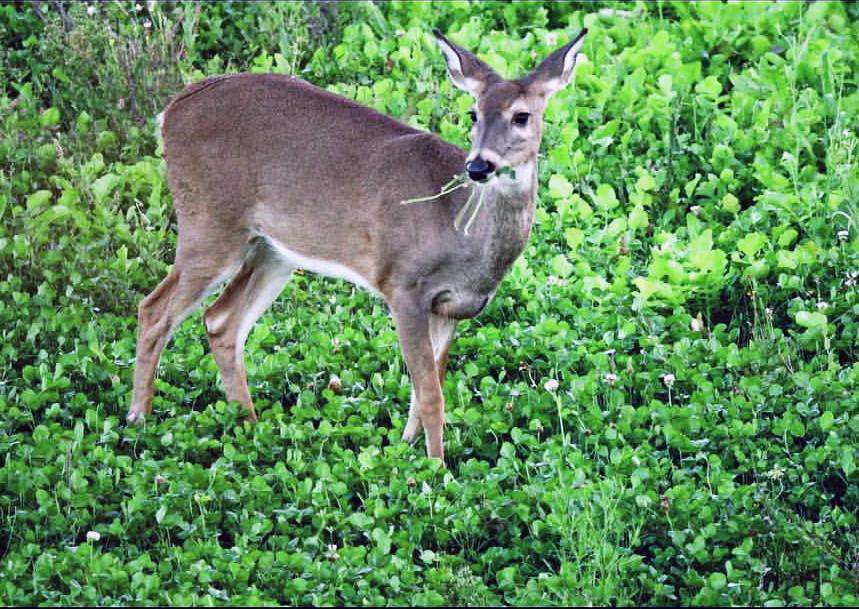 Hancock's Fall & Winter Food Plot Seed Mix
