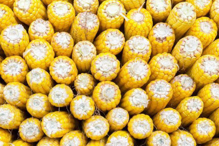 reid's, yellow, dent, corn, seed, field, planted