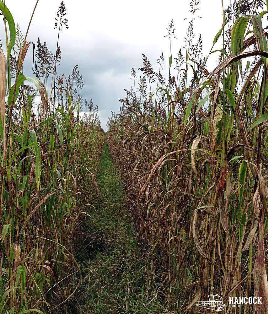 Egyptian Wheat Seed