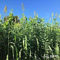 Egyptian Wheat Seed