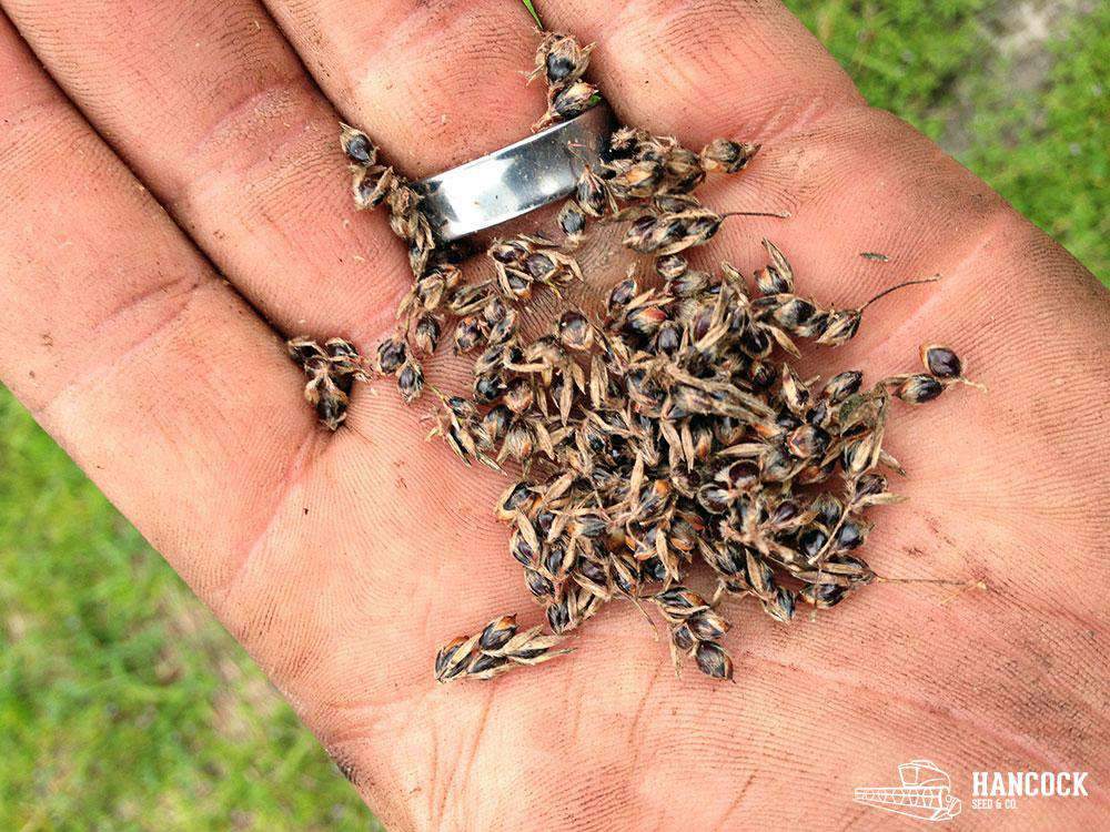 herbicide for egyptian wheat Egyptian Wheat Seed