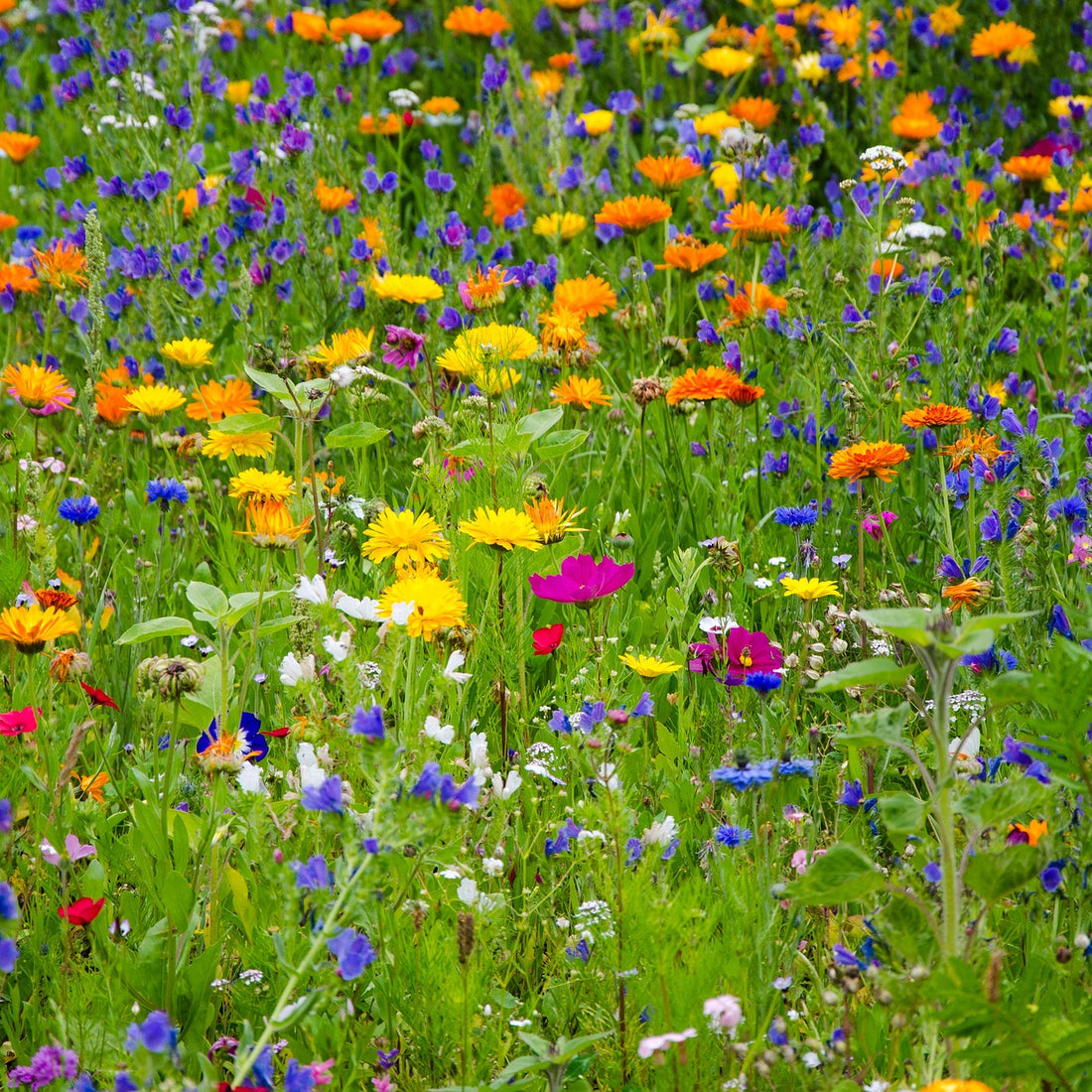 dickies plant good seeds Eastern Pollinator Wildflower Seed Mix – Hancock Seed