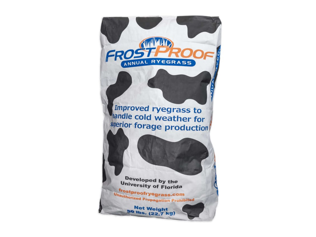 Frostproof Annual Ryegrass Seed