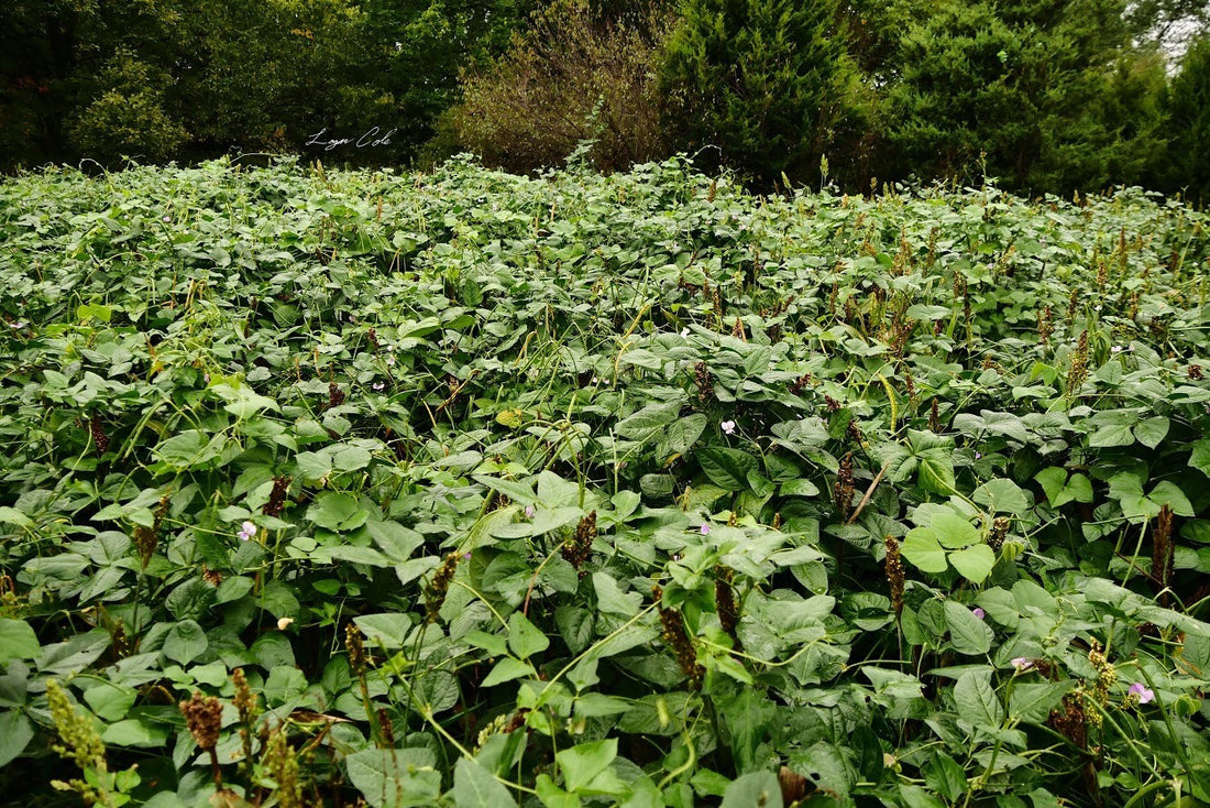 Hancock's Ultimate Spring Food Plot Seed Mix
