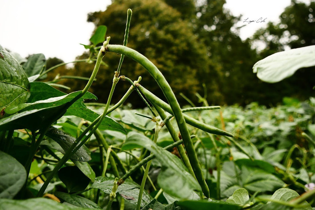 Hancock's Ultimate Spring Food Plot Seed Mix