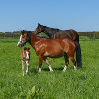 Horse Pasture Grass Seed Mix - Warm Climate (Pre-Order)