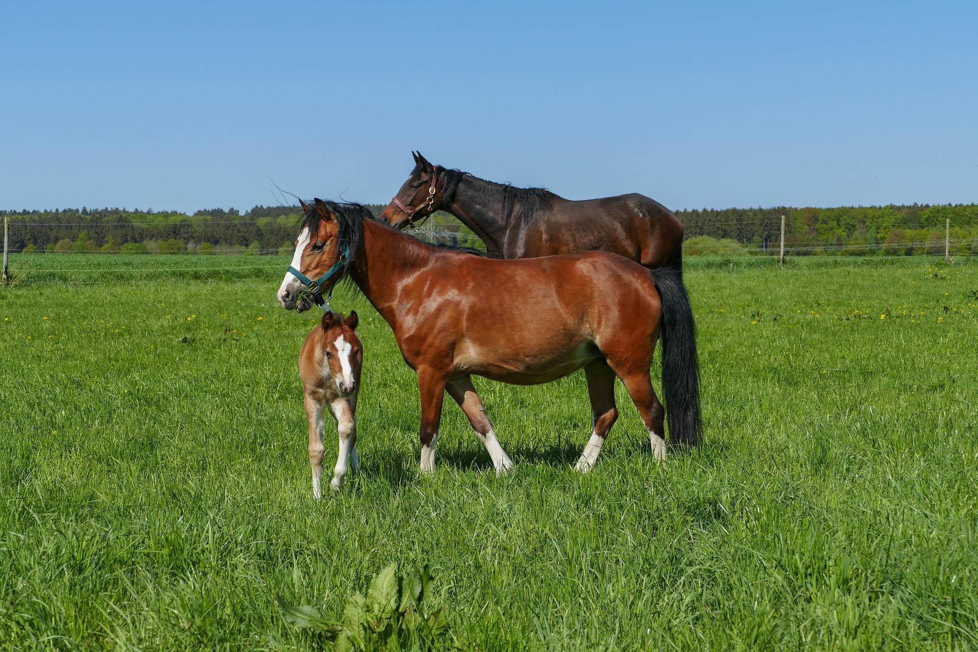 low sugar grass seed for horses Horse Pasture Grass Seed Mix