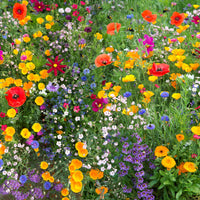 Buck-Off Deer Resistant Wildflower Seed Mix