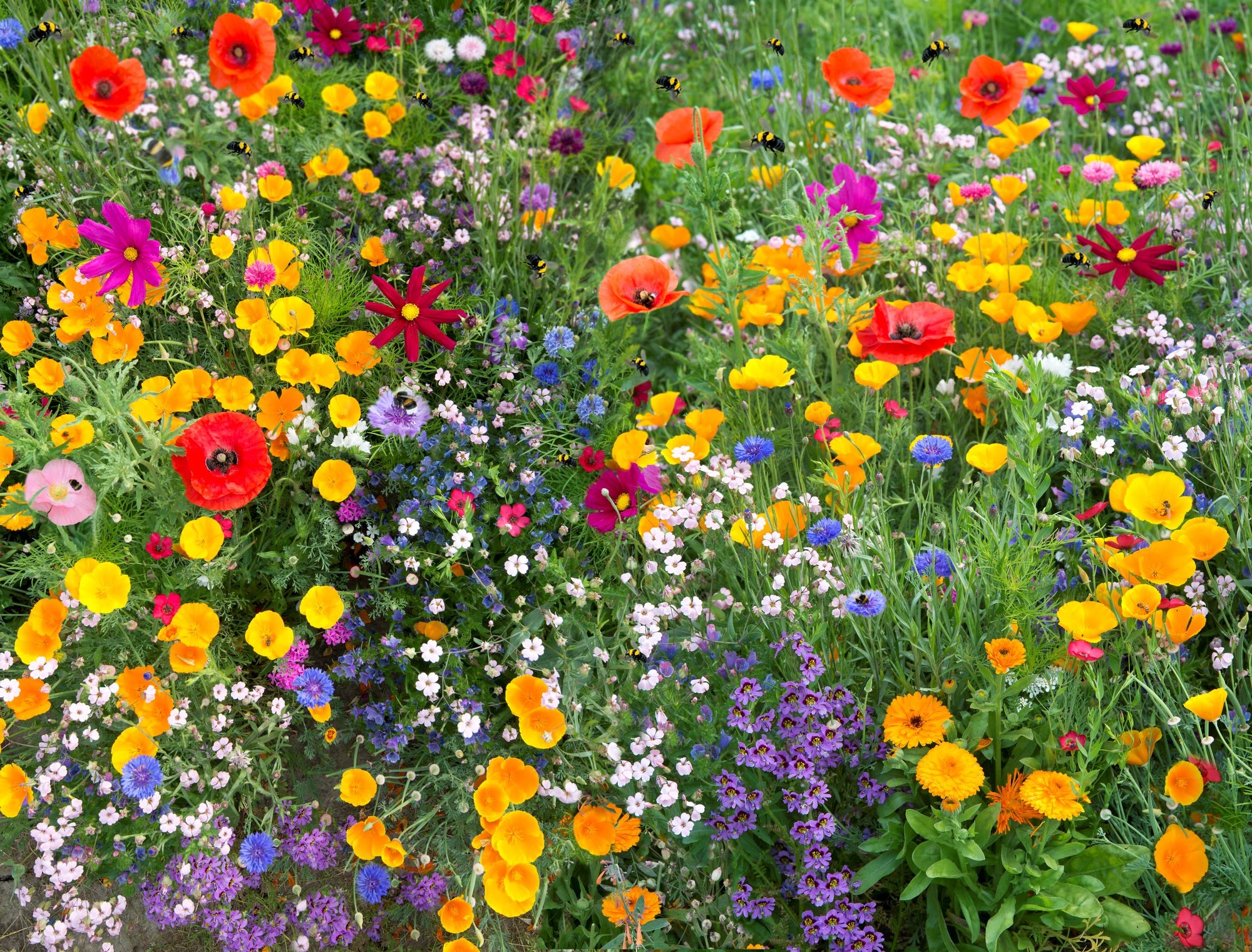 wildflower seeds 50 lbs Buck-Off Deer Resistant Wildflower Seed Mix, 2 lbs