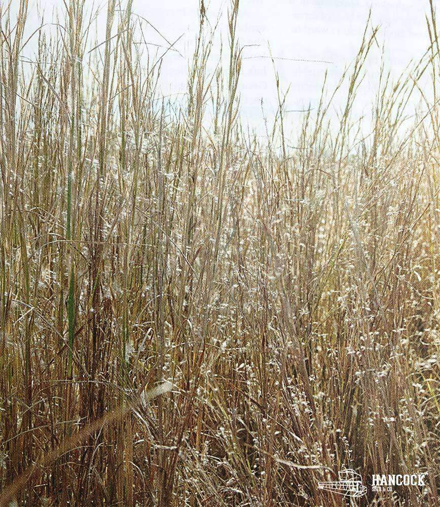 Indiangrass Native Grass Seed